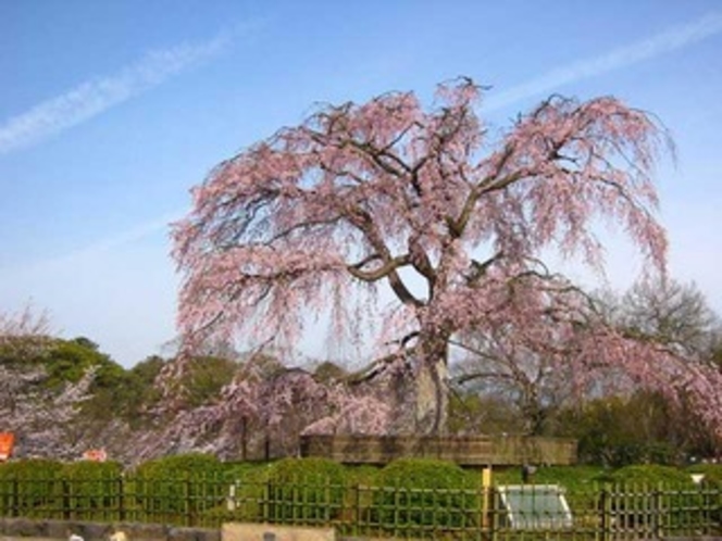 円山公園-しだれ桜中央