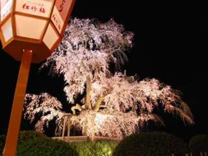 円山公園の夜桜