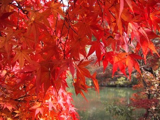 永観堂-紅葉