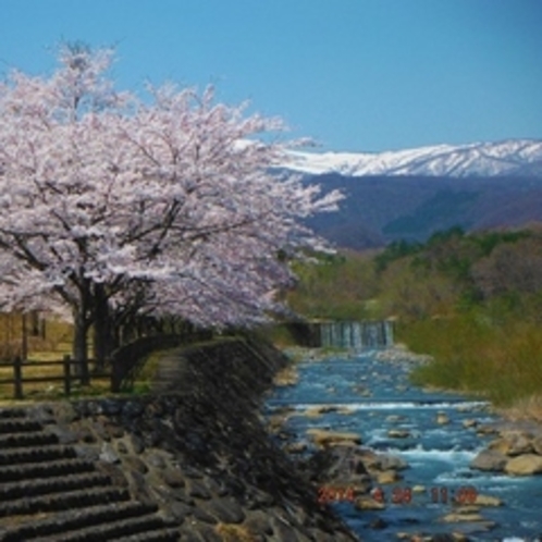 こけし橋から見た蔵王連峰の桜と松川
