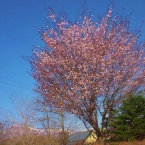 山桜
