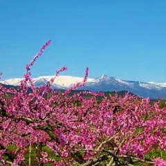 春の蔵王連峰：桃の花が綺麗です♪
