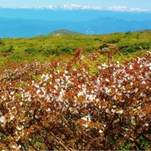 蔵王連峰五色岳、（1670m）の高峰桜が満開+お釜+青空+白い残雪が綺麗です。