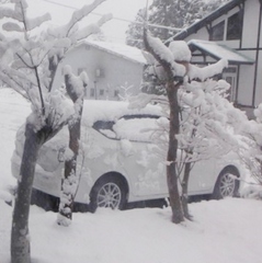 2013.04.21朝起きたら10cm」の積雪が(ﾟoﾟ;桜いつ咲くの;・・・