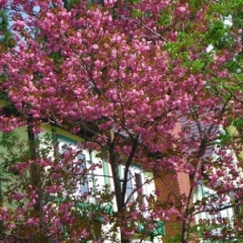 2013.05.16桜が今年も咲きました♪