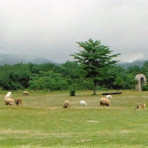 ハートランド牧場の羊たち