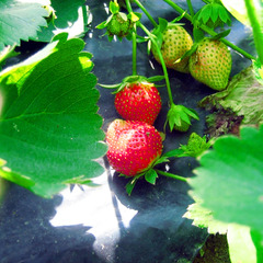 天然露地栽培　いちご食べ放題