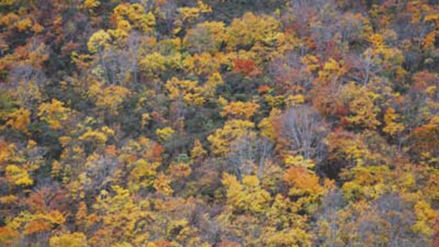 *【周辺】秋の紅葉風景