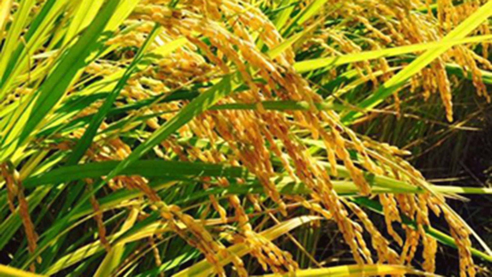 *【収穫後＜秋～冬＞期間限定】新米・新そばのお食事をご用意いたします。