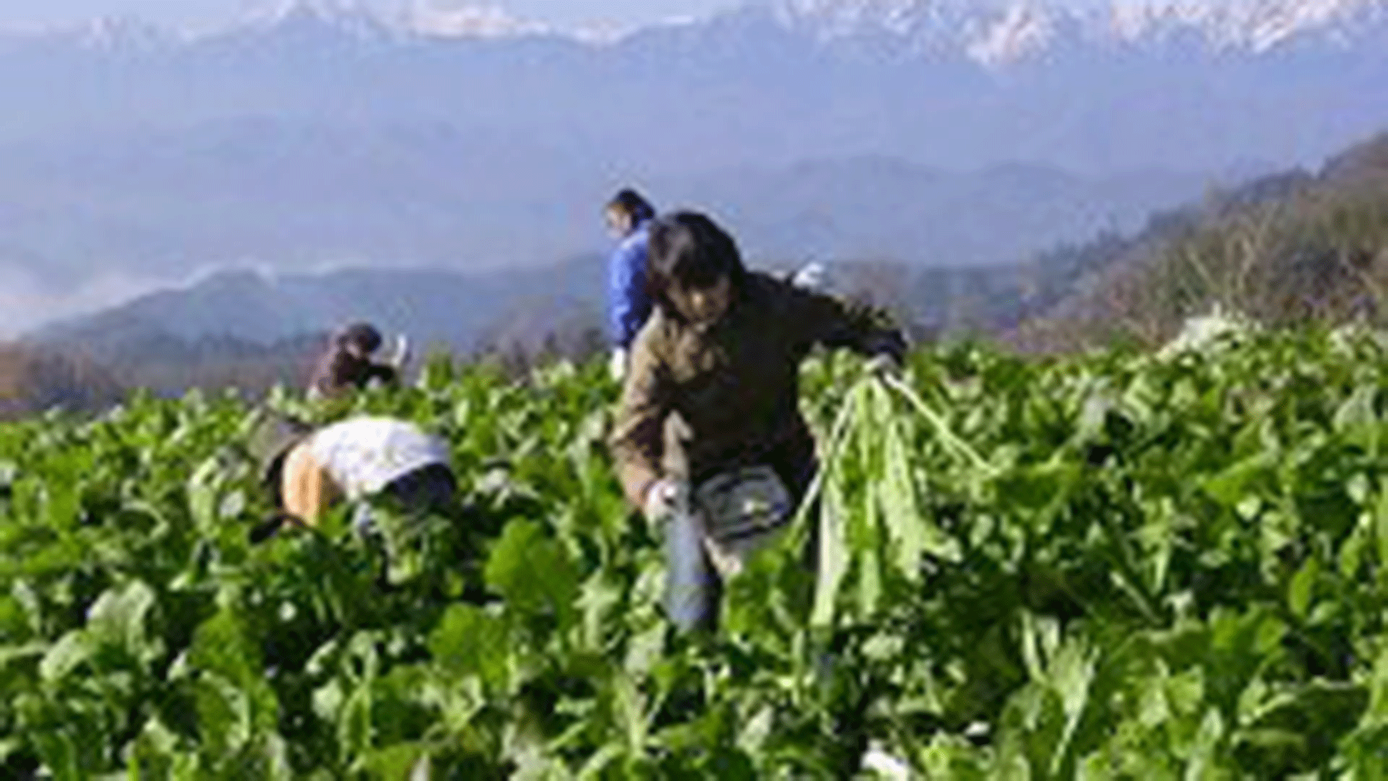 *【周辺】農業体験