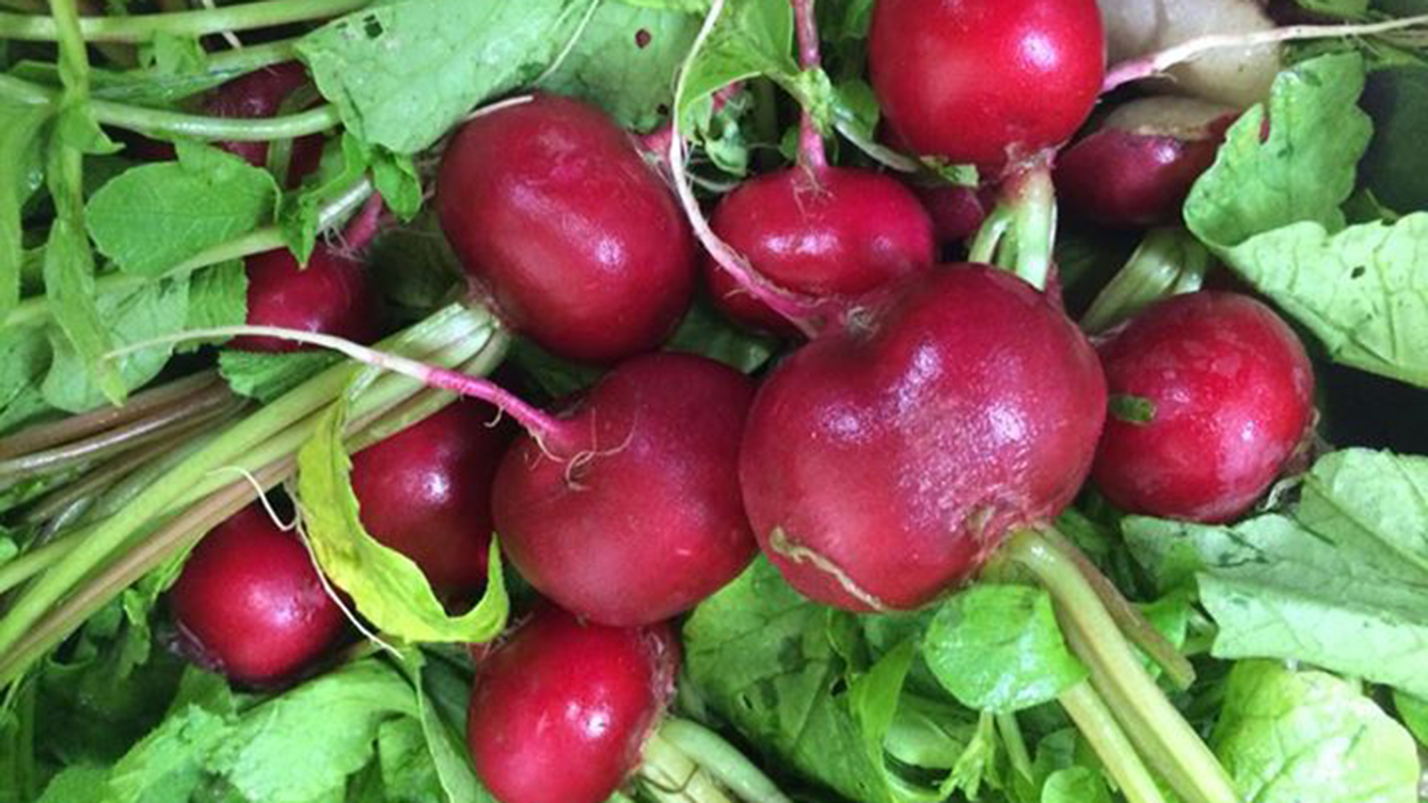 *【周辺】農業体験