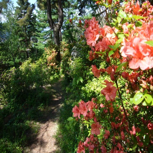 つつじ山山道