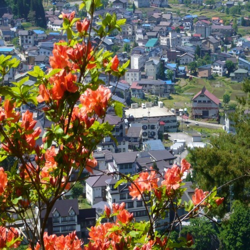 つつじ山から温泉街を眺める