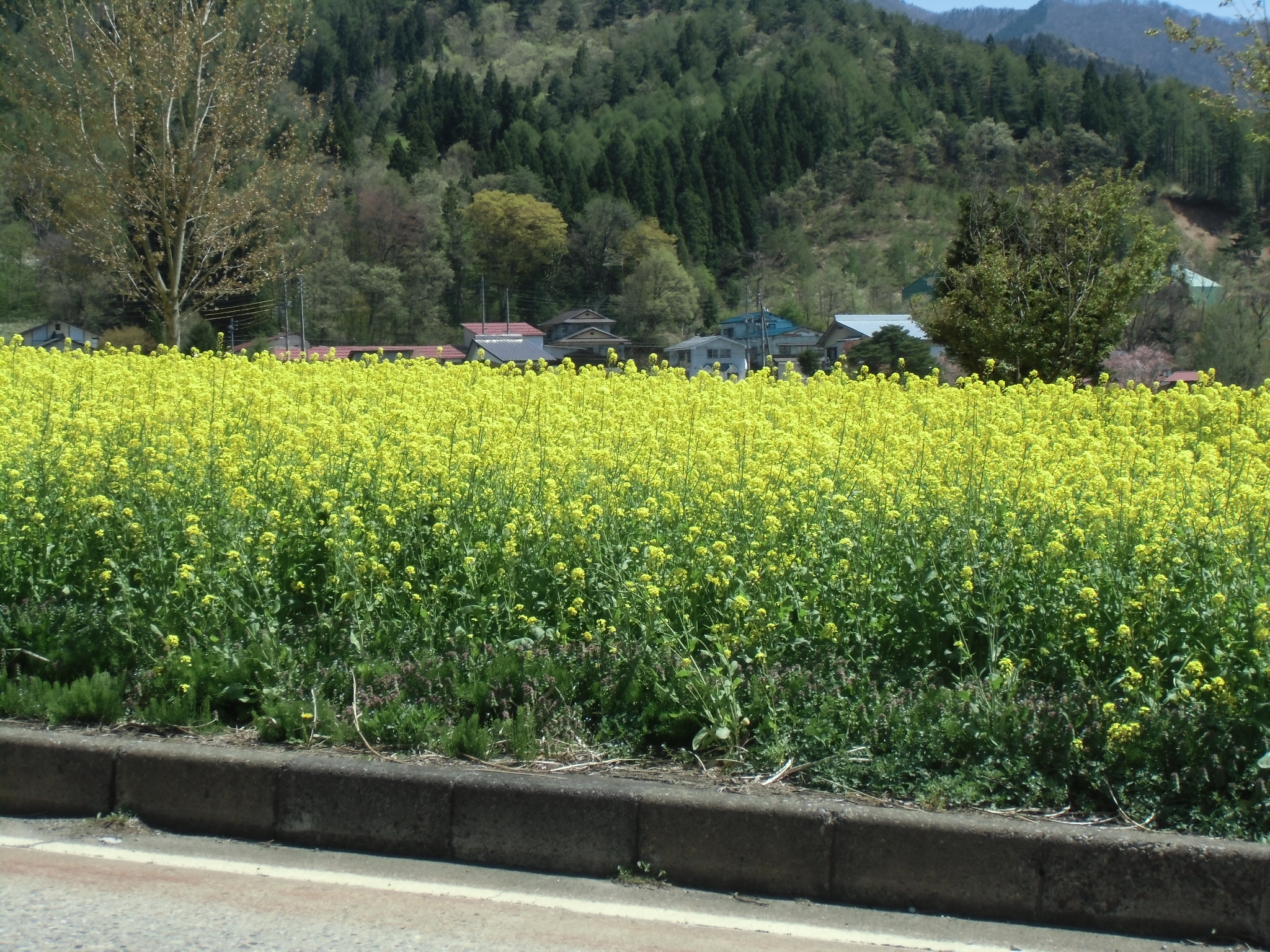 菜の花