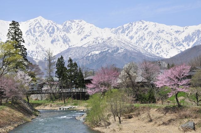 【素泊まり】白馬山麓　神秘の八方池　標高２０６０ｍは驚きと感動　八方尾根は高山植物の宝庫です。