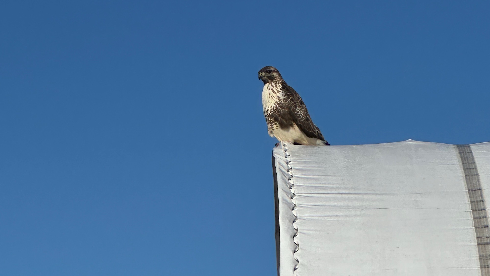 原村は野鳥の宝庫！こちらはノスリ