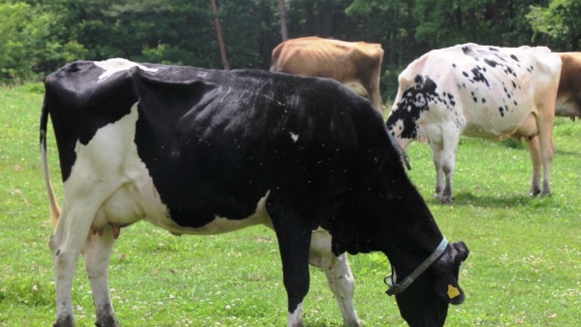 〈ダイエット合宿〉八ヶ岳中央農業実践大学校がウォーキングコースになることも