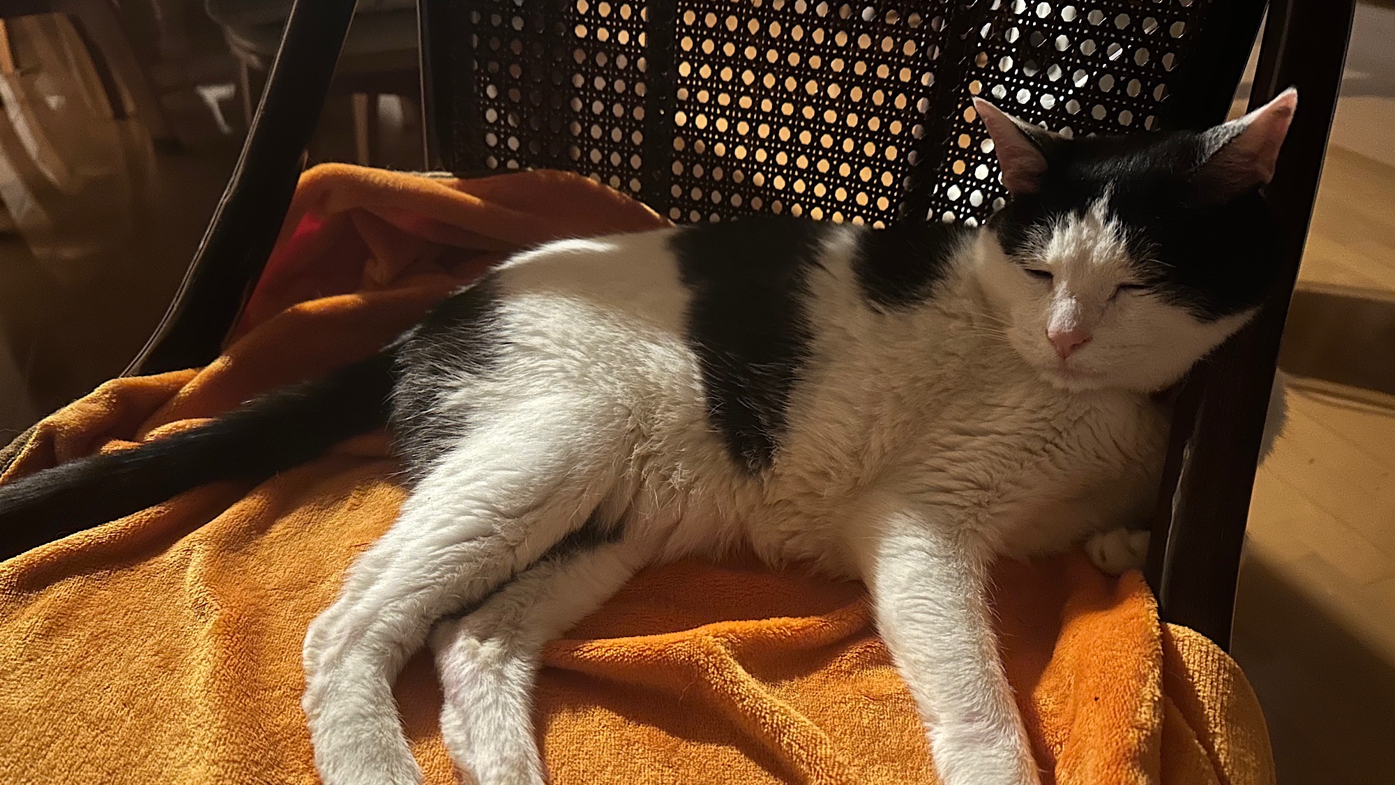 看板猫「にゃん」