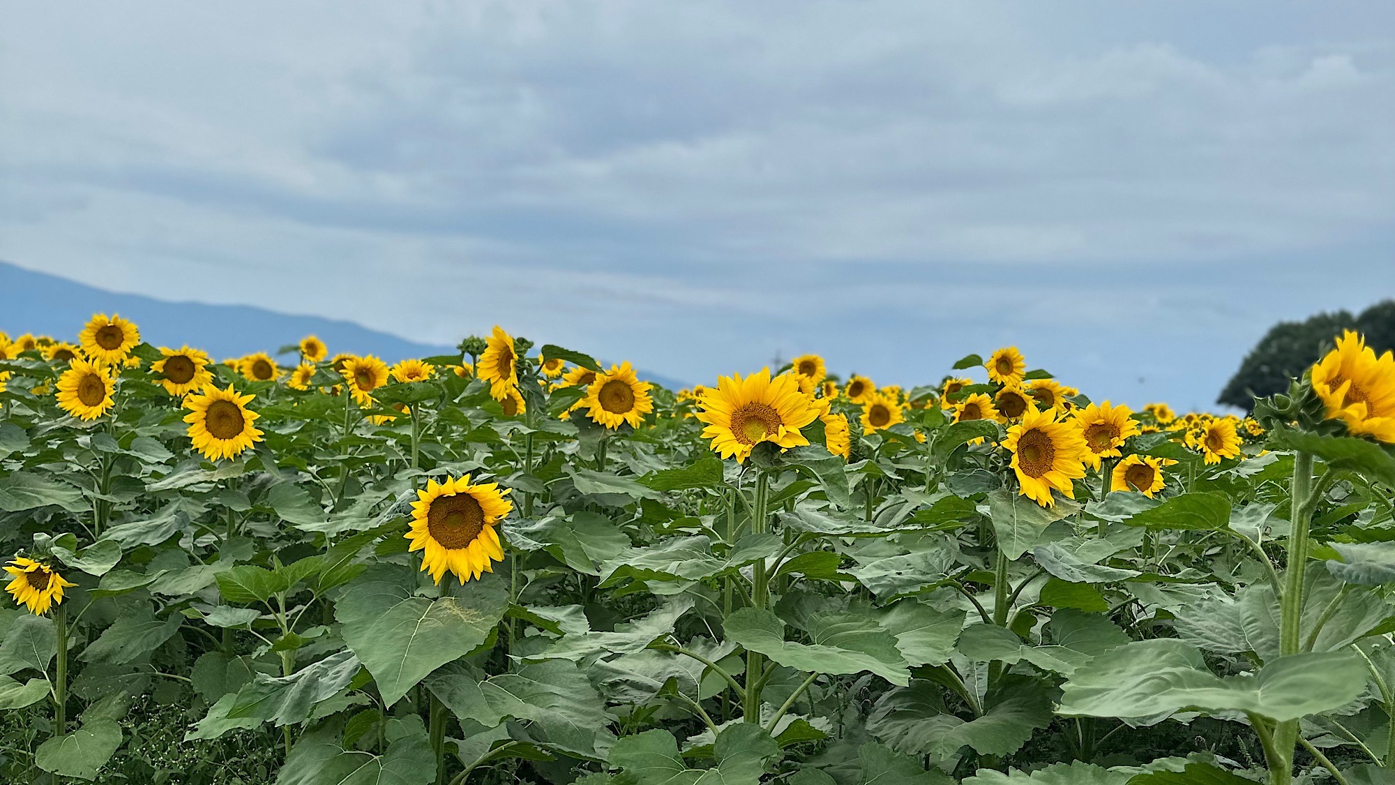 向日葵畑