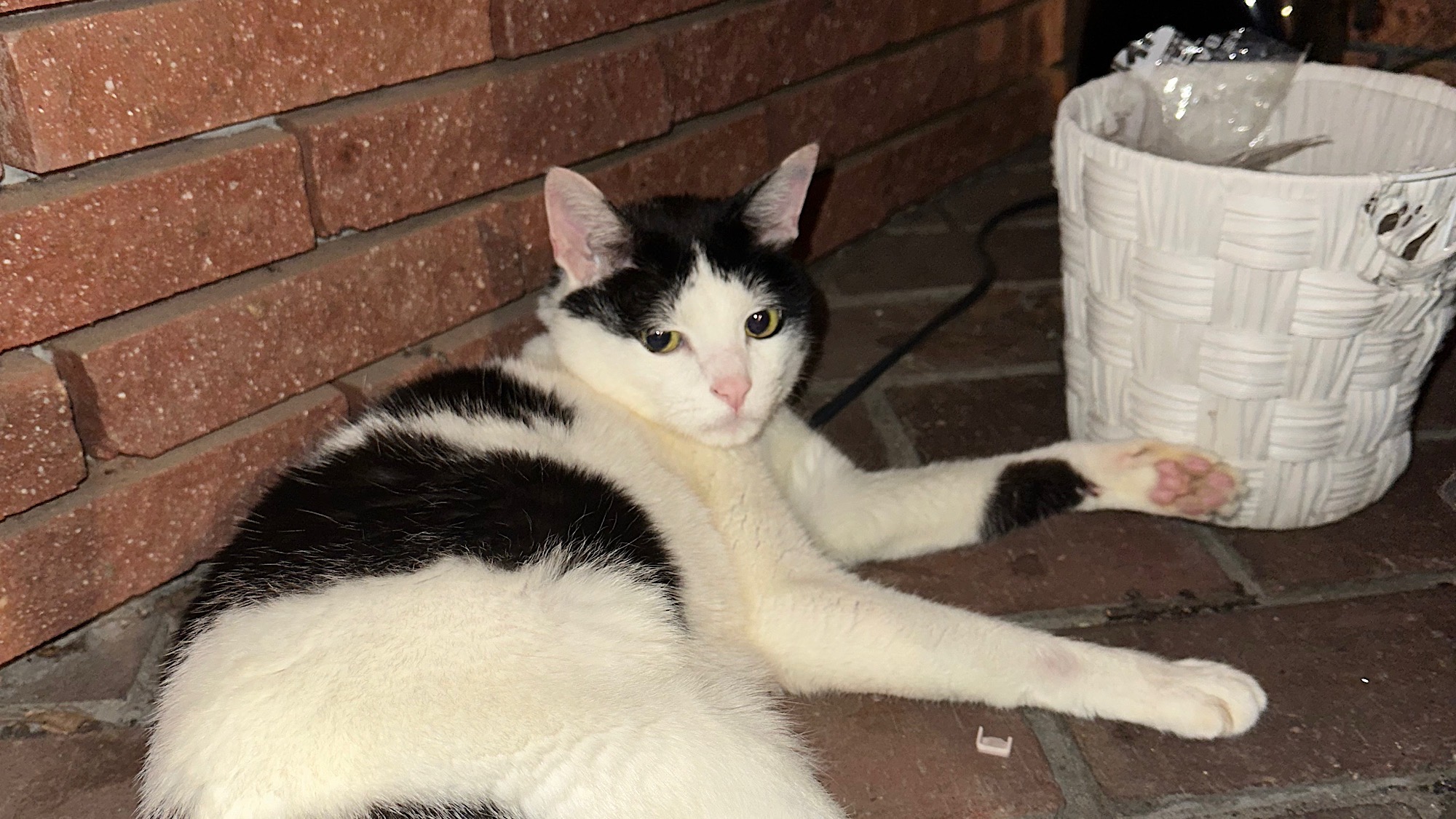 看板猫「にゃん」