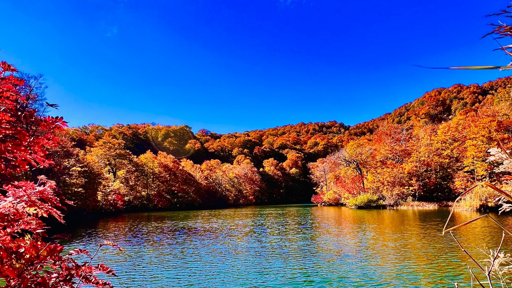 【周辺】鎌池の紅葉。宿から車で約40分 