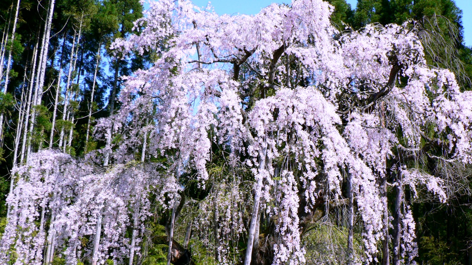 坪井のしだれ桜