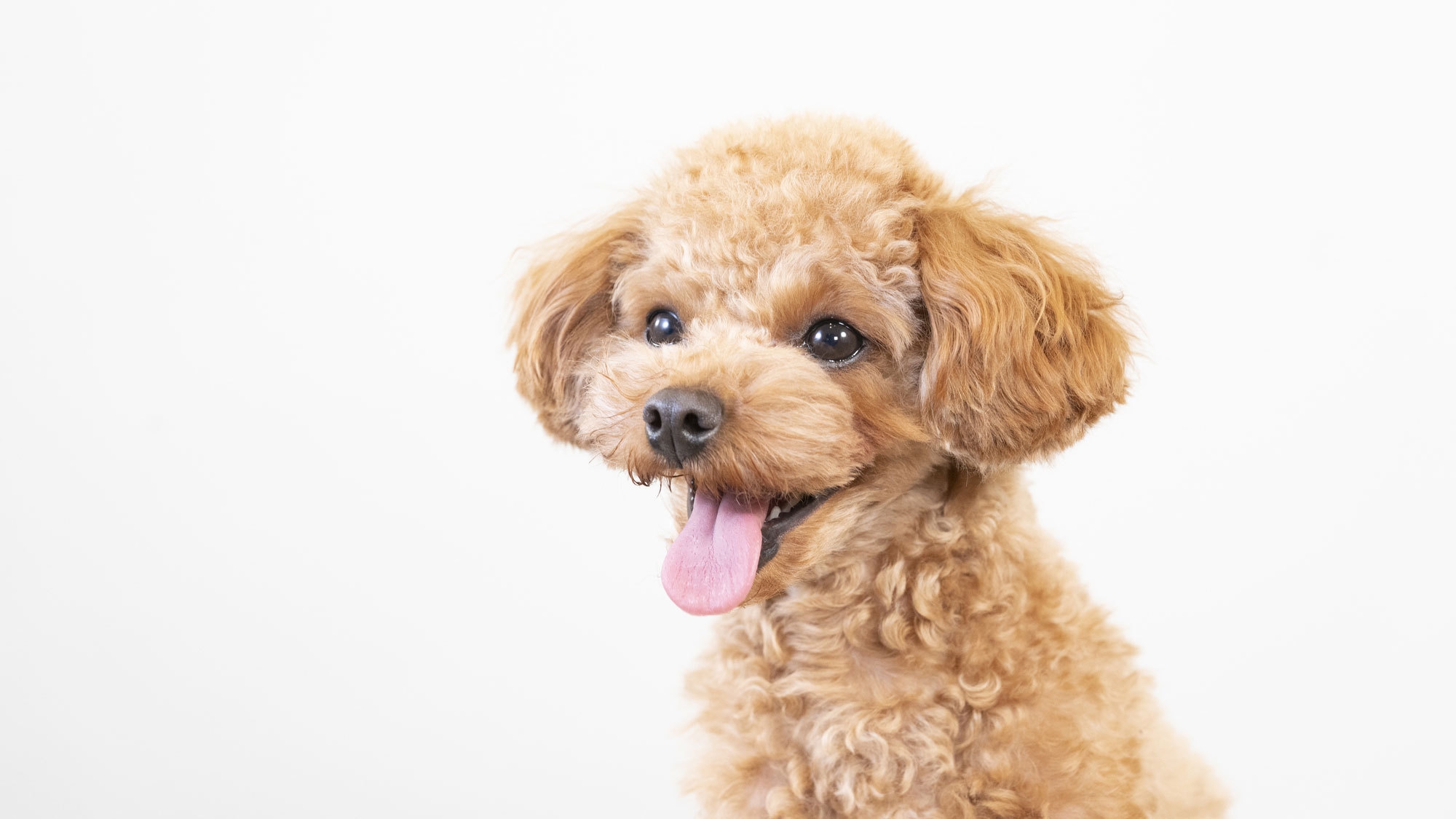 【1〜3月：暖房費込】【小・中型犬】【20kg未満】季節の野菜と燻製料理＆自家製パン【1泊朝食】