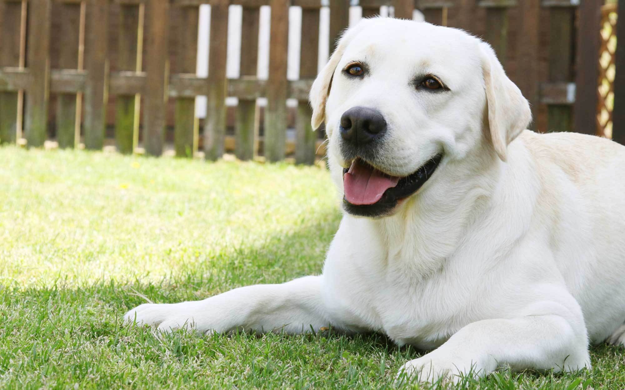 【1〜3月：暖房費込】【小・中型犬】【20kg未満】床暖房＆羽毛布団でおやすみなさい【素泊】