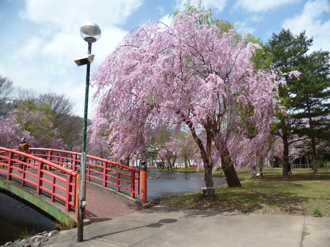 湯沢中央公園桜2