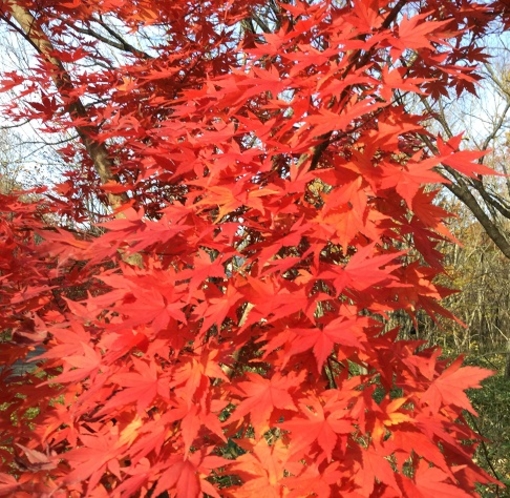 紅葉