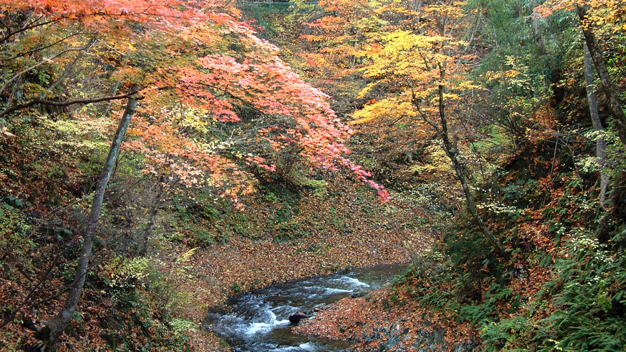 秋の内村川