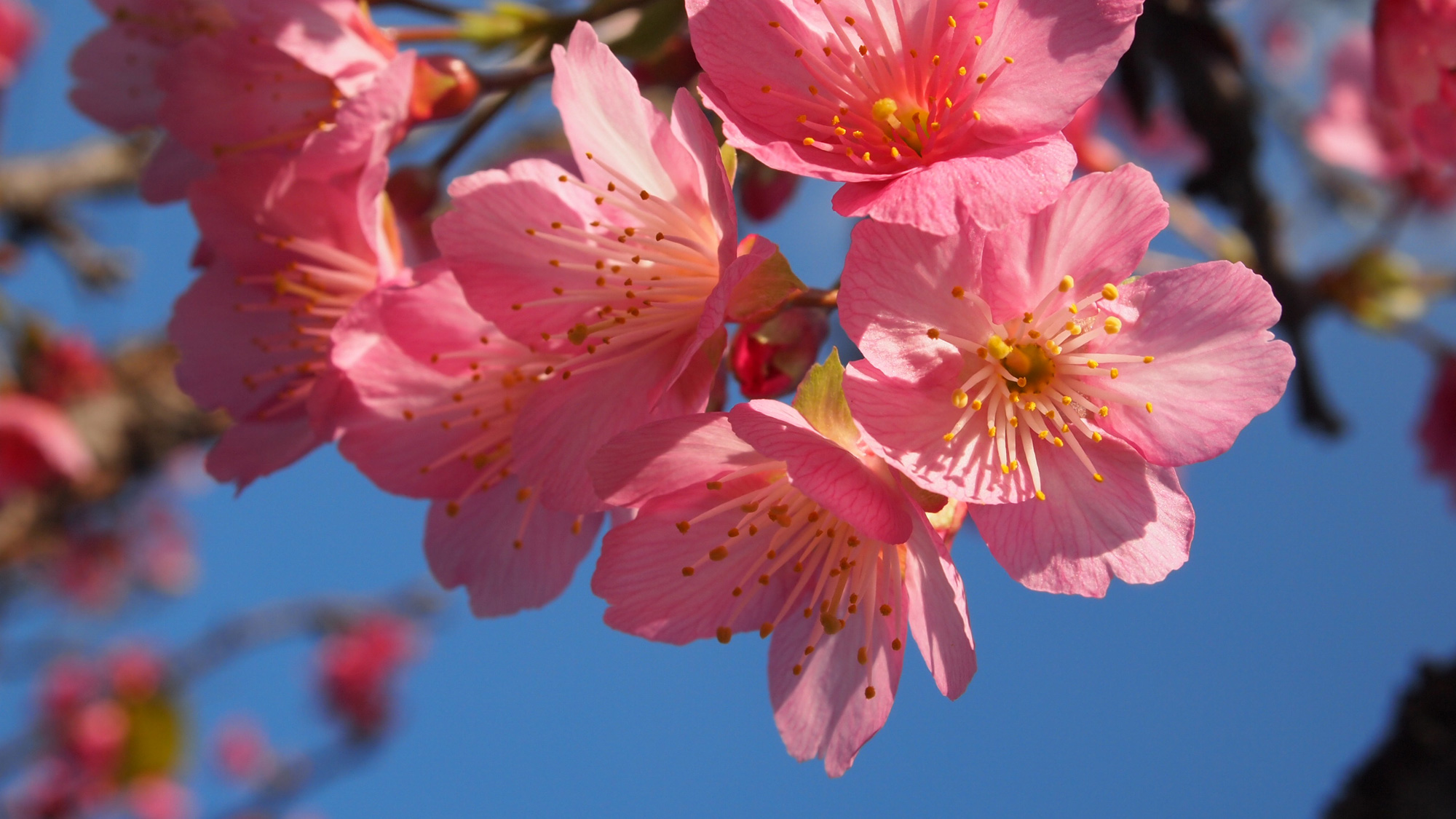 【季節】カンヒザクラ：毎年2月が見頃の沖縄の桜