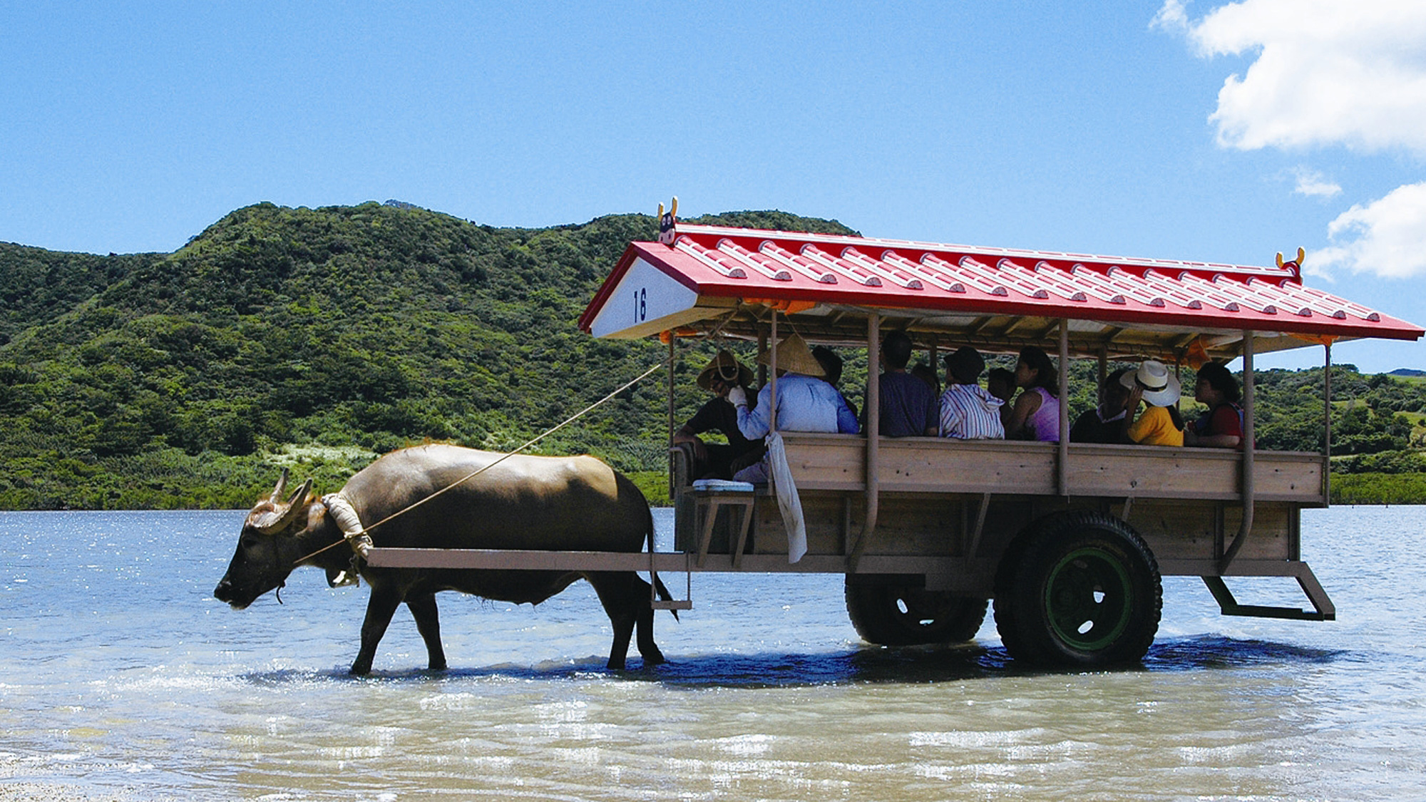 【観光イメージ】由布島（ゆぶじま）の水牛車