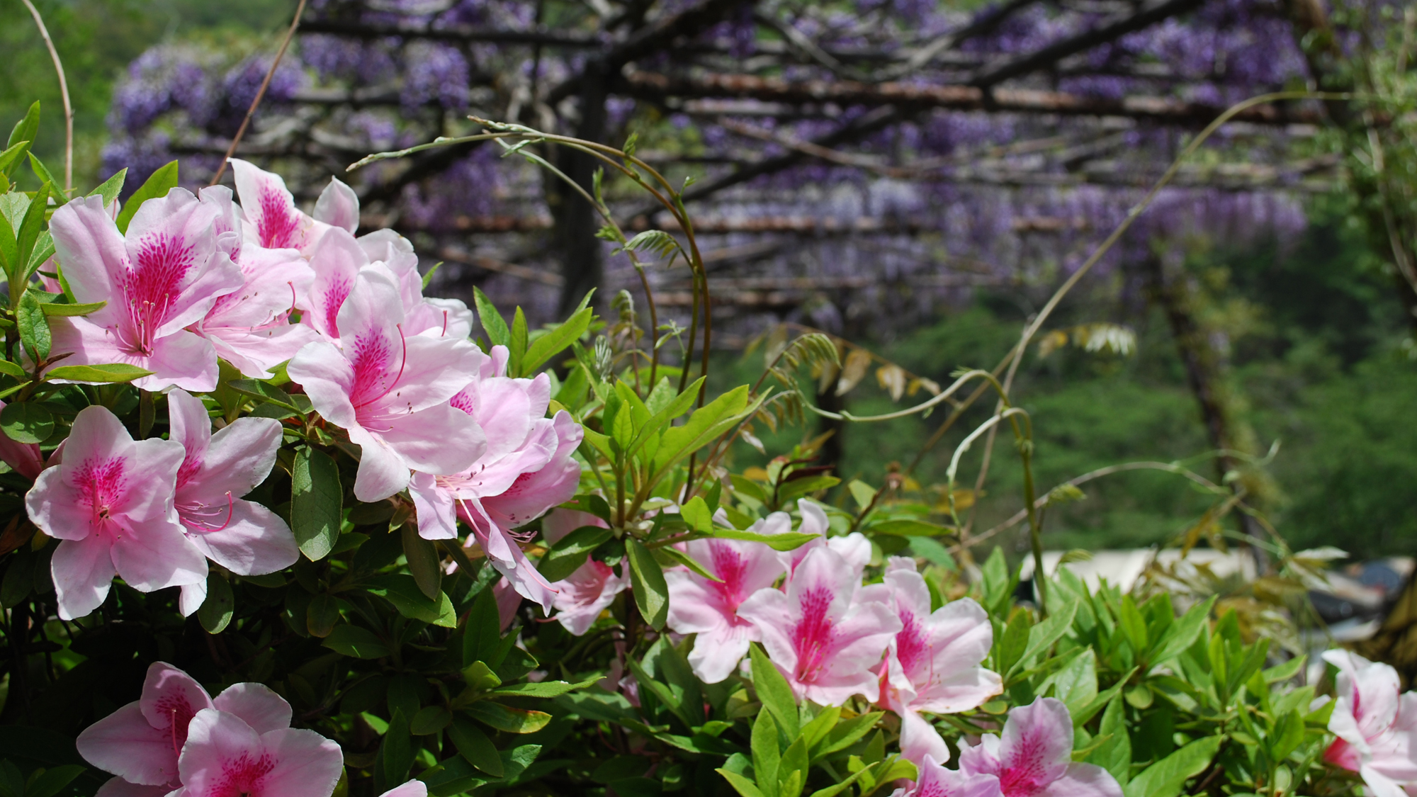 【春】当館の園内にて色とりどりのつつじと艶やかな藤の花をご覧頂けます。