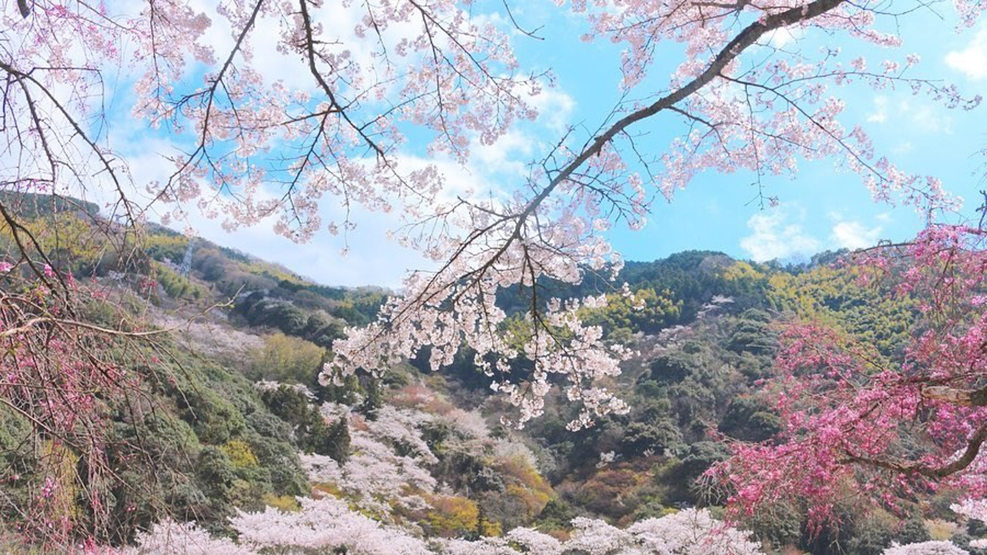 【春】敷地内の桜の木は約3000本！色鮮やかなピンクや桃色に染まる桜景色をお楽しみ頂けます。