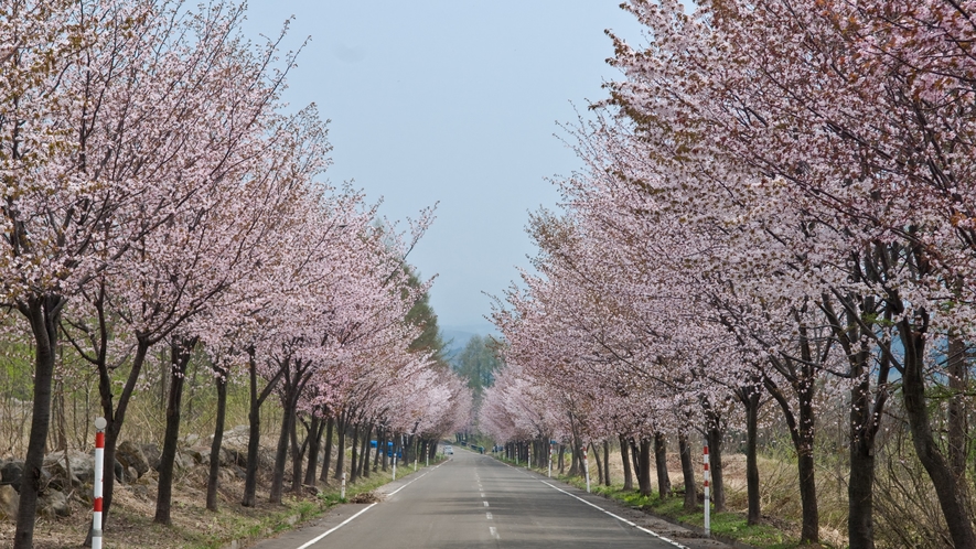 【弘前市「世界一長い桜並木」】　岩木山麓の総延長２０ｋｍに及ぶ桜並木です。