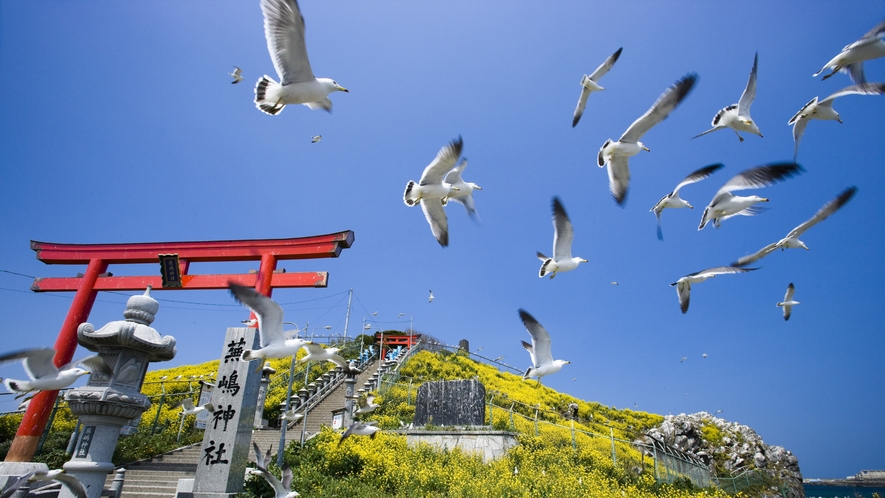 【蕪島（かぶしま）】　毎年３月～８月頃までウミネコが飛来して子育てを行います。