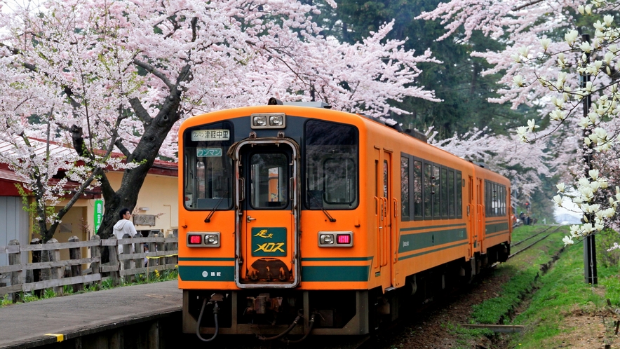 【五所川原市芦野公園の桜】　五所川原市まで車で約２時間３０分　「さくらの名所１００選」の一つです。