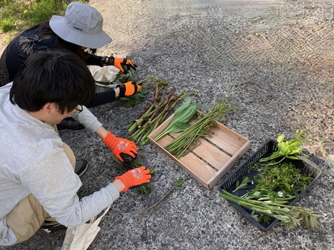 山菜採って夕食で食べれるガイドつき山菜料理プラン