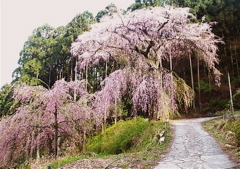 桜の古木