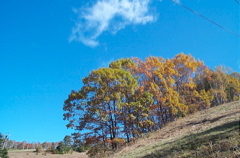 青空と紅葉