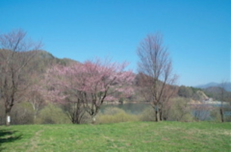 菅平ダム湖の桜はGWが見頃