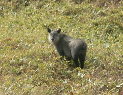 カモシカ