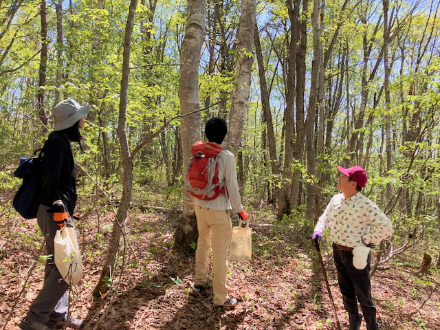 山菜採りガイド