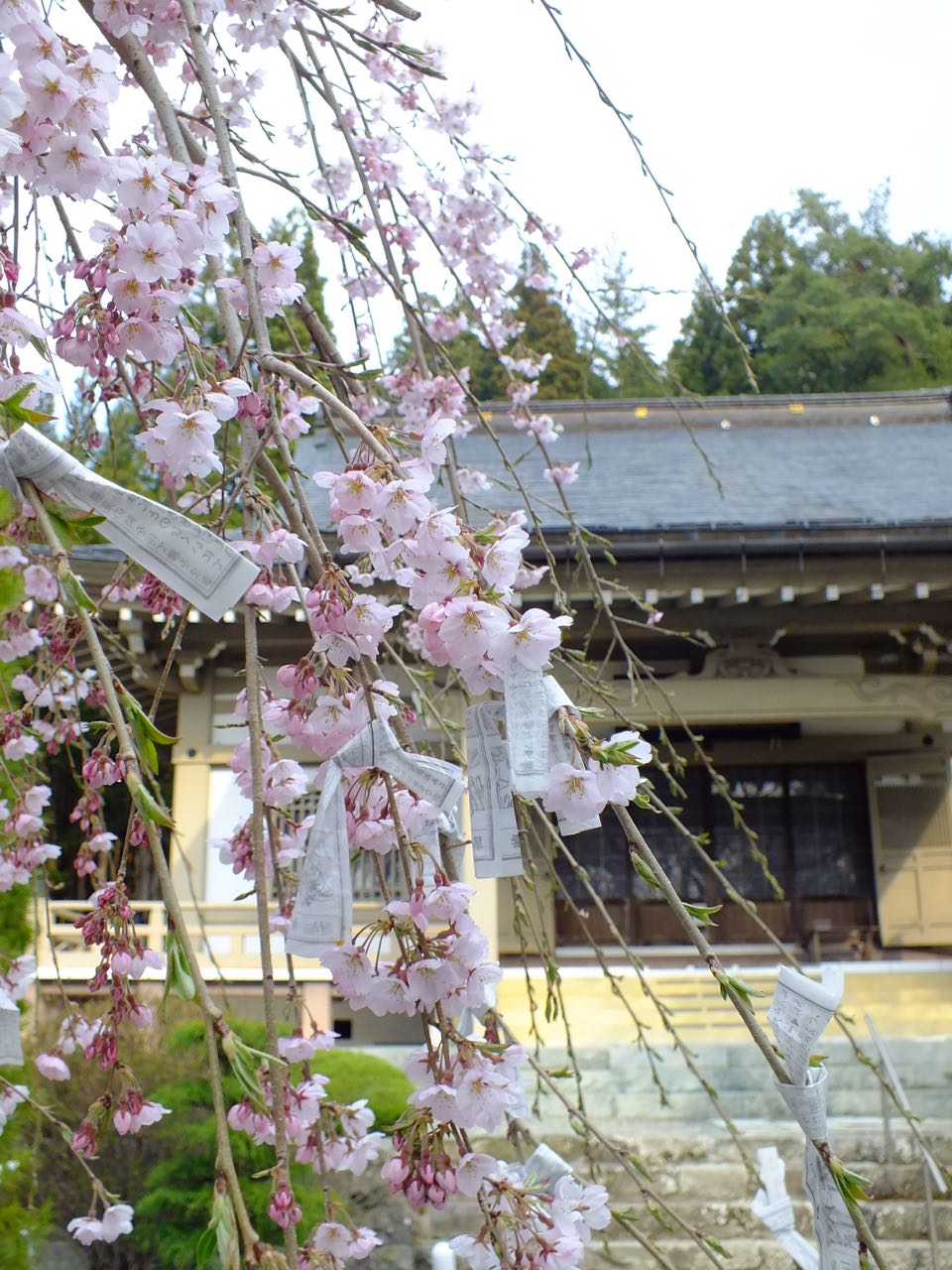 長谷寺のシダレサクラ