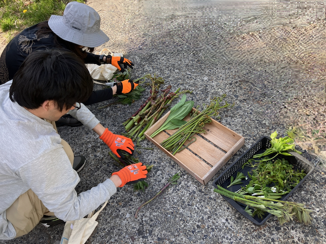 山菜採り