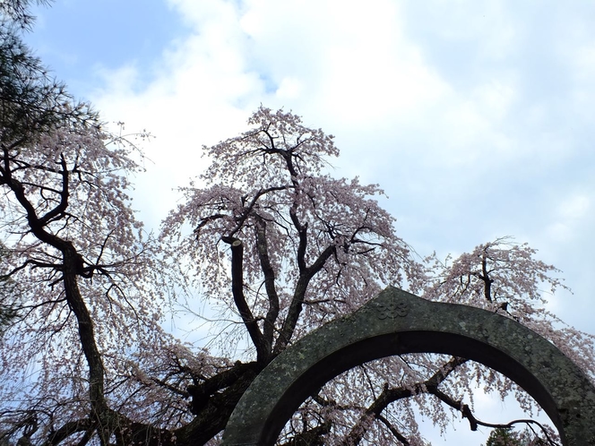 真田　長谷寺の桜