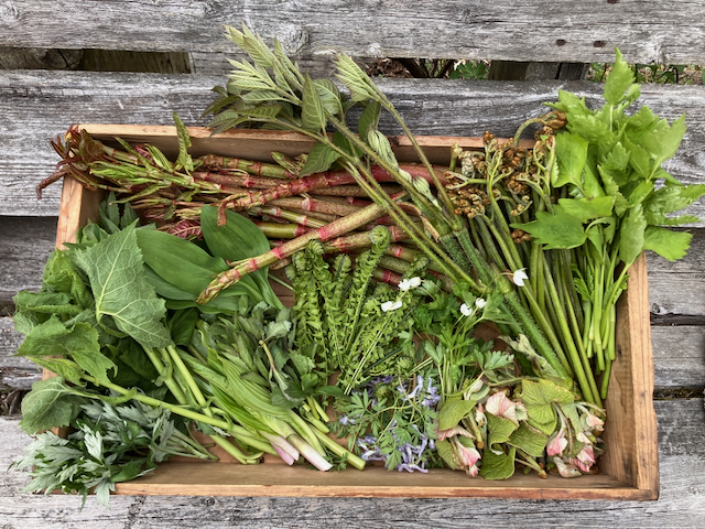 山菜食べれます