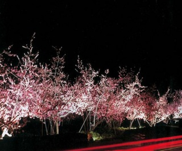 桃の花(ライトアップ)