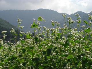 そばの花